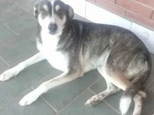 Cachorro raça  idade 4 anos nome Diana