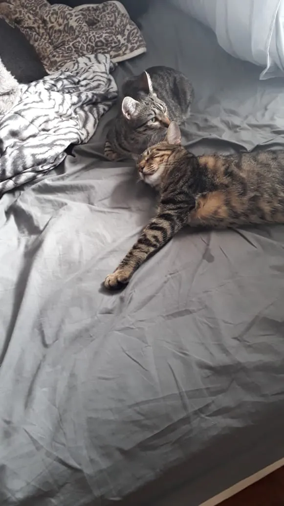 Gato ra a Gatos de rua idade 1 ano nome Keyti e Ash