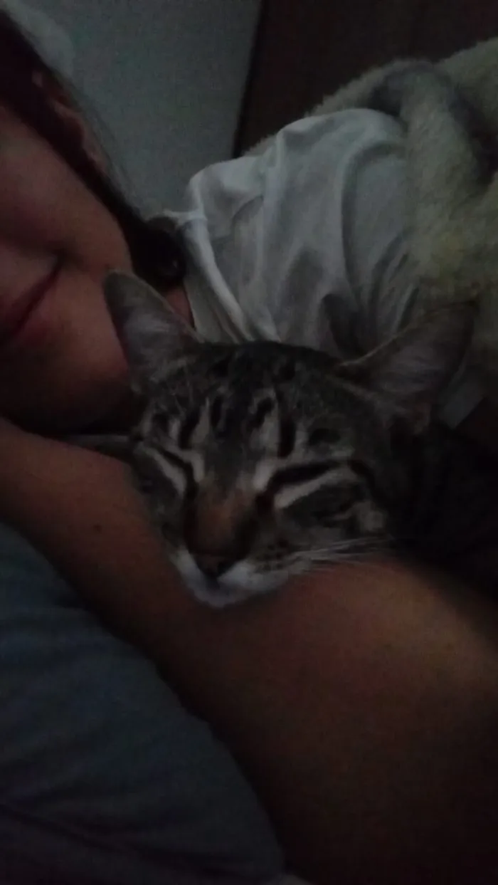 Gato ra a Gatos de rua idade 1 ano nome Keyti e Ash