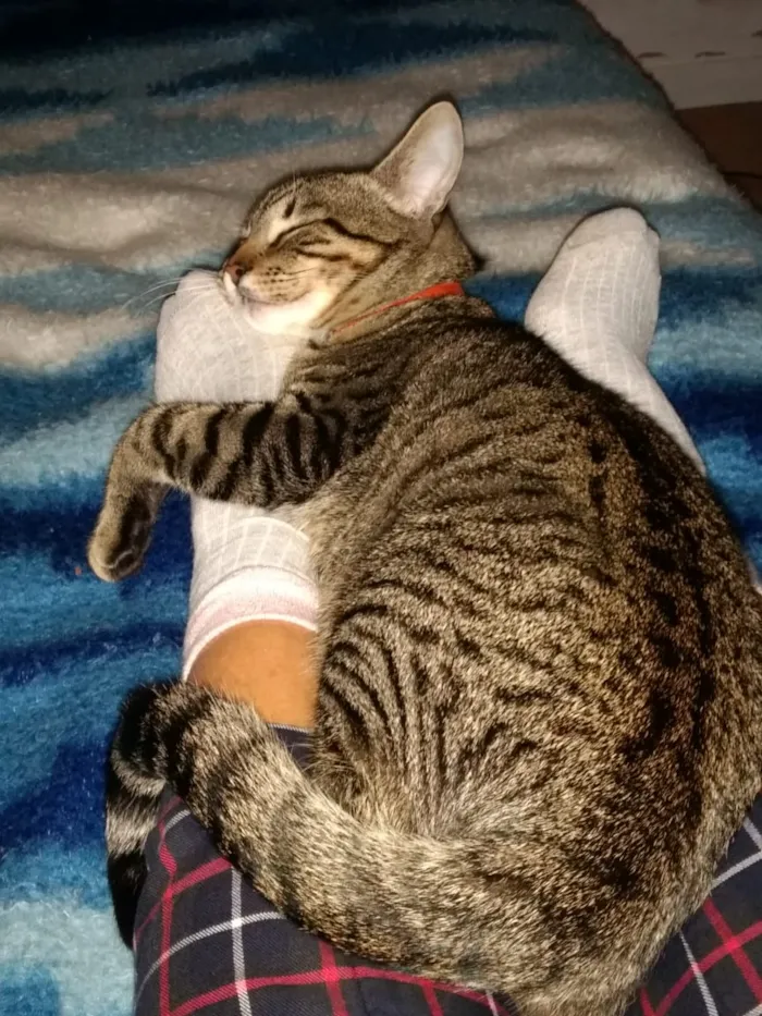 Gato ra a Gatos de rua idade 1 ano nome Keyti e Ash