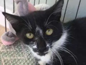 Gato raça S.R.D. idade 2 a 6 meses nome Max