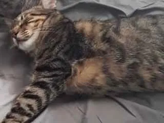 Gato ra a Gatos de rua idade 1 ano nome Keyti e Ash