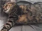 Gato raça Gatos de rua idade 1 ano nome Keyti e Ash