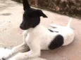 Bolt
