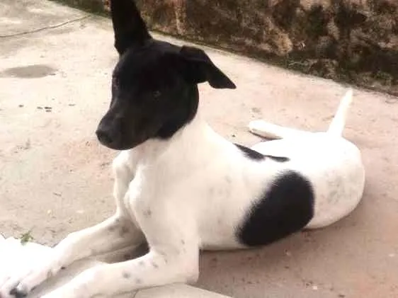 Cachorro ra a Fox paulistinha idade 7 a 11 meses nome Bolt