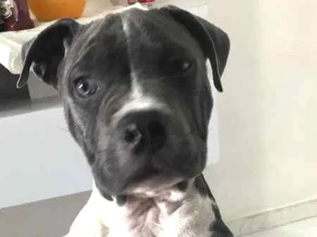 Cachorro ra a Pitbull - American bully idade 2 a 6 meses nome Iron