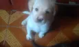 Branquinho