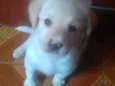 Branquinho