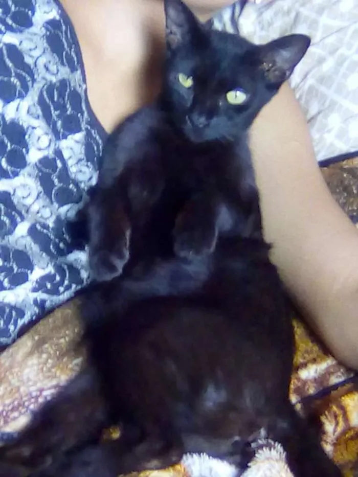 Gato ra a Indefinido idade 6 ou mais anos nome Preta e malhada