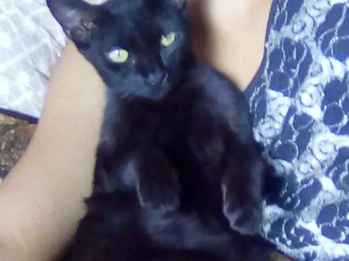 Gato ra a Indefinido idade 6 ou mais anos nome Preta e malhada