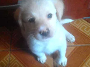Cachorro raça Sem raça definida idade Abaixo de 2 meses nome Branquinho