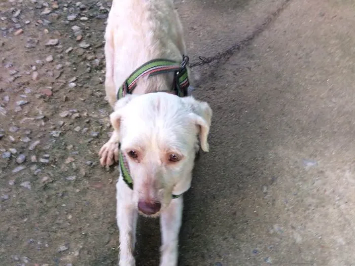 Cachorro ra a Poodle idade 4 anos nome Caique 