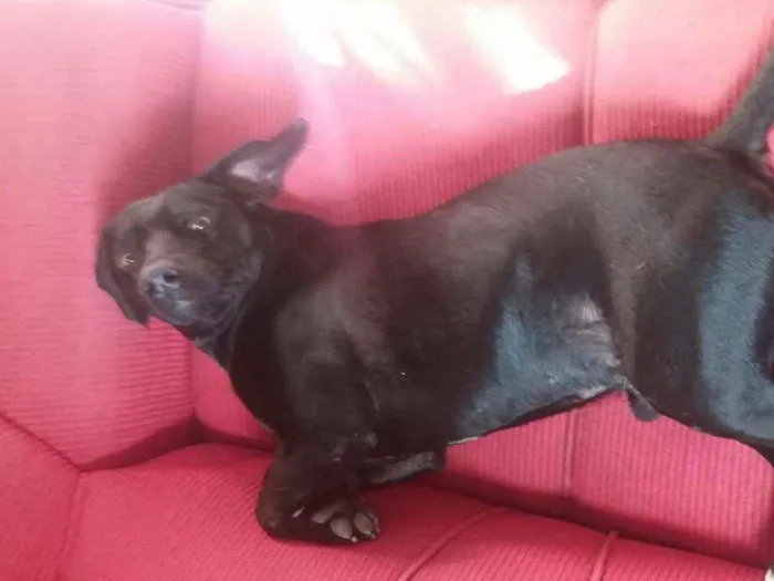 Cachorro ra a  idade 2 anos nome Preto 