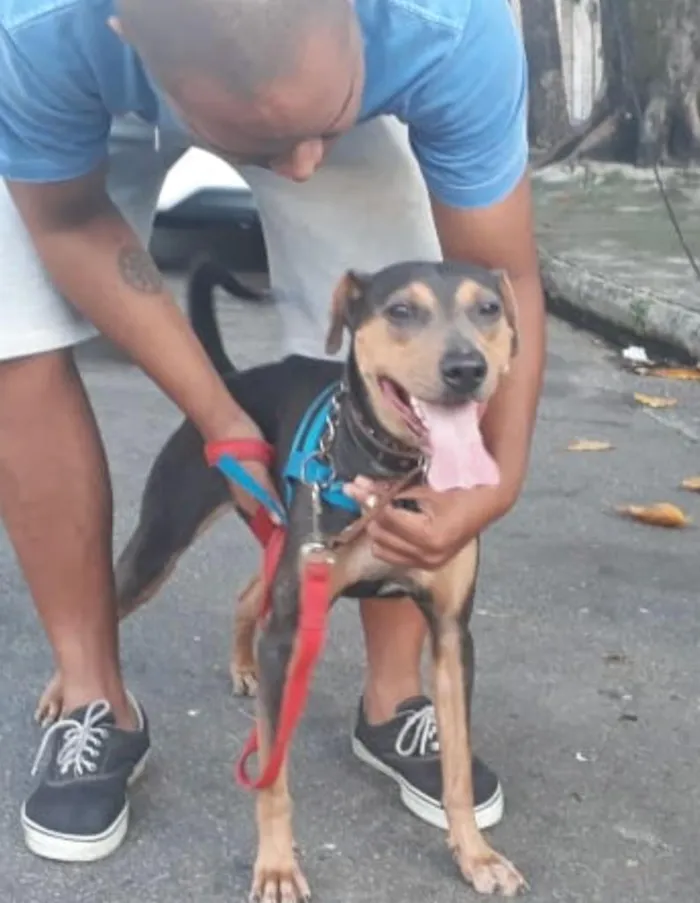 Cachorro ra a SRD idade 1 ano nome MEL