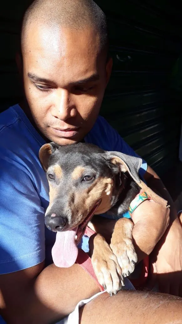 Cachorro ra a SRD idade 1 ano nome MEL