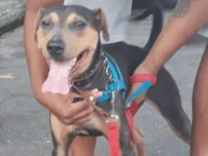 Cachorro raça SRD idade 1 ano nome MEL