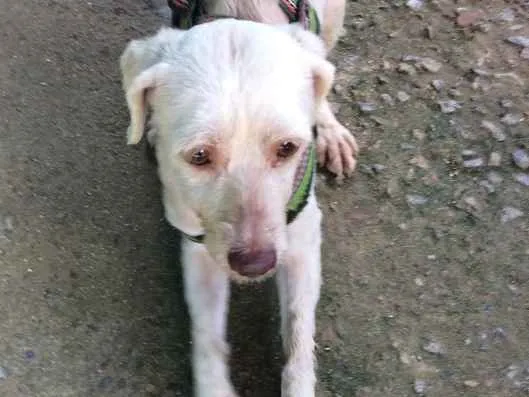 Cachorro ra a Poodle idade 4 anos nome Caique 