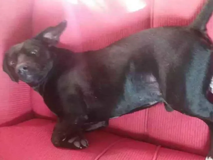 Cachorro ra a  idade 2 anos nome Preto 