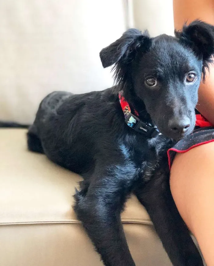 Cachorro raça  idade 2 a 6 meses nome Lobinho