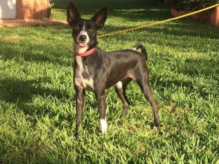 Cachorro ra a SRD idade 2 anos nome Nina