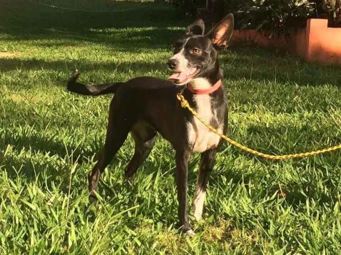 Cachorro ra a SRD idade 2 anos nome Nina