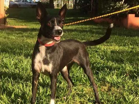 Cachorro ra a SRD idade 2 anos nome Nina