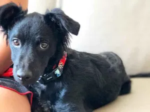 Cachorro raça  idade 2 a 6 meses nome Lobinho