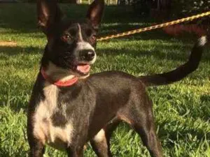 Cachorro raça SRD idade 2 anos nome Nina