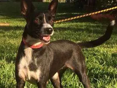 Cachorro ra a SRD idade 2 anos nome Nina
