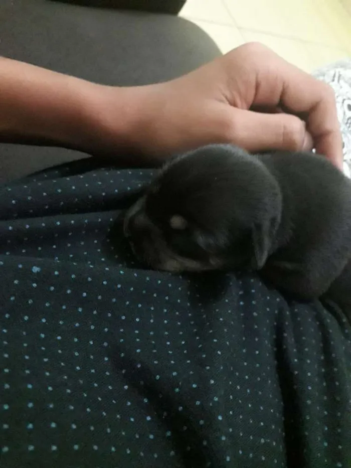 Cachorro ra a Nao sei  idade Abaixo de 2 meses nome Sem nome 