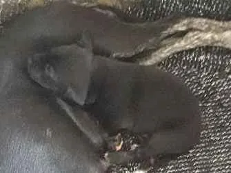 Cachorro ra a Nao sei  idade Abaixo de 2 meses nome Sem nome 