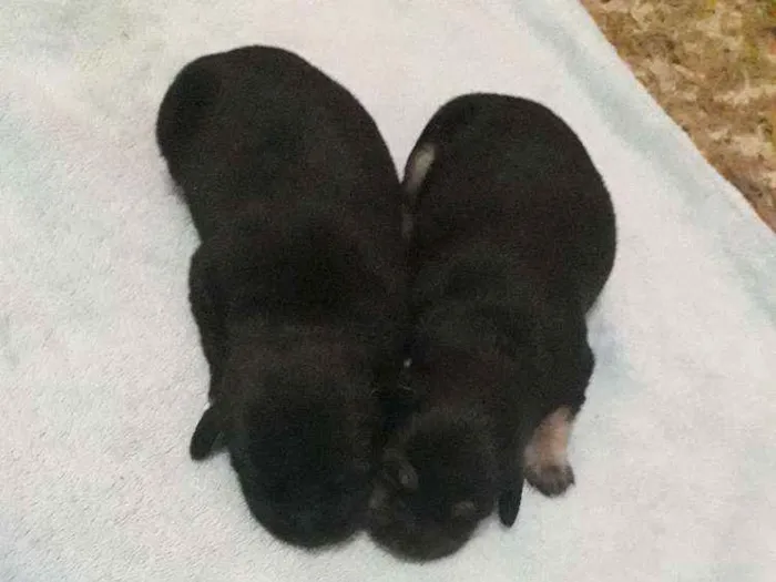 Cachorro ra a Nao sei  idade Abaixo de 2 meses nome Sem nome 