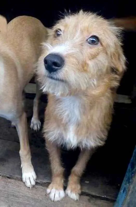 Cachorro ra a  idade 2 a 6 meses nome Flor