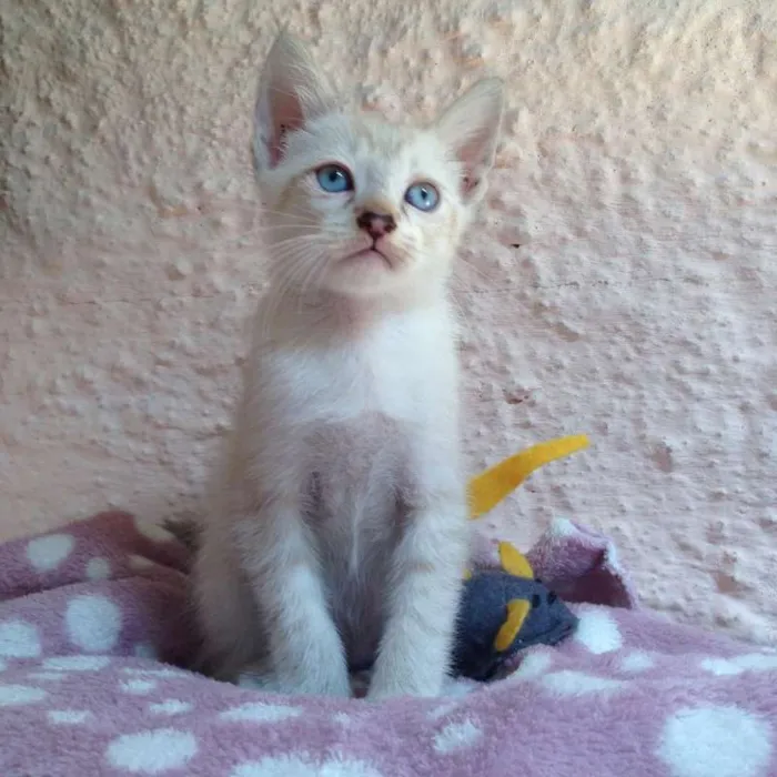 Gato ra a SRD idade Abaixo de 2 meses nome Peter