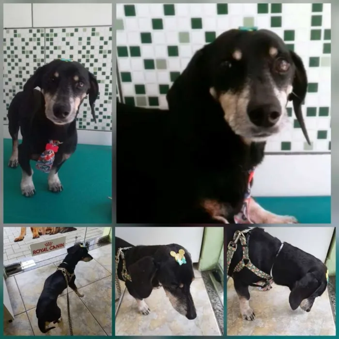 Cachorro ra a Basset idade 6 ou mais anos nome Nao tenho ideia