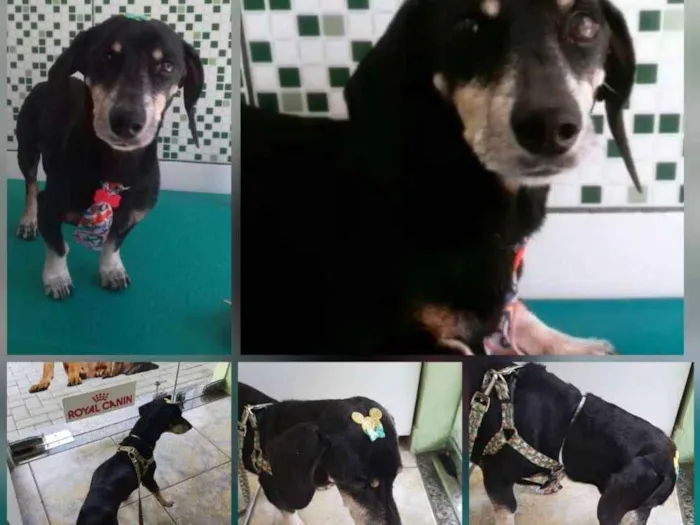Cachorro ra a Basset idade 6 ou mais anos nome Nao tenho ideia