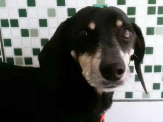 Cachorro ra a Basset idade 6 ou mais anos nome Nao tenho ideia