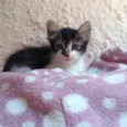 Nina