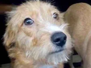 Cachorro raça  idade 2 a 6 meses nome Flor
