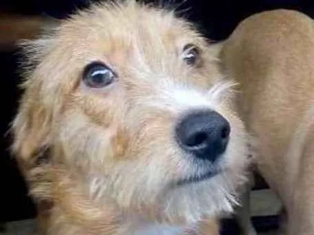 Cachorro ra a  idade 2 a 6 meses nome Flor