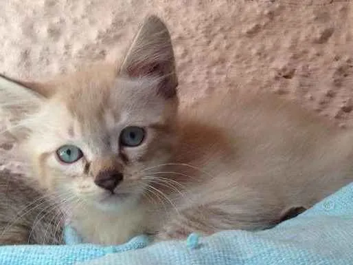Gato ra a srd idade Abaixo de 2 meses nome Yuri