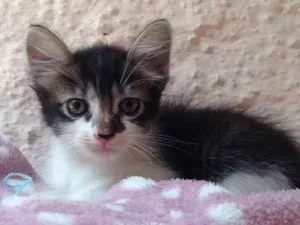 Gato raça SRD idade  nome Nina