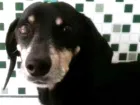 Cachorro raça Basset idade 6 ou mais anos nome Nao tenho ideia