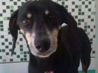 Cachorro ra a Basset idade 6 ou mais anos nome Nao tenho ideia