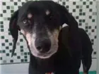 Cachorro raça Basset idade 6 ou mais anos nome Nao tenho ideia