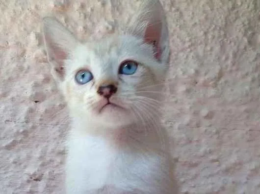 Gato ra a SRD idade Abaixo de 2 meses nome Peter