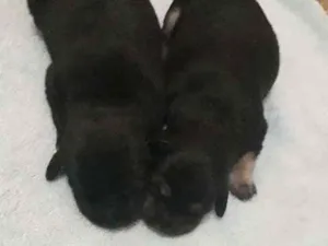Cachorro raça Nao sei  idade Abaixo de 2 meses nome Sem nome 