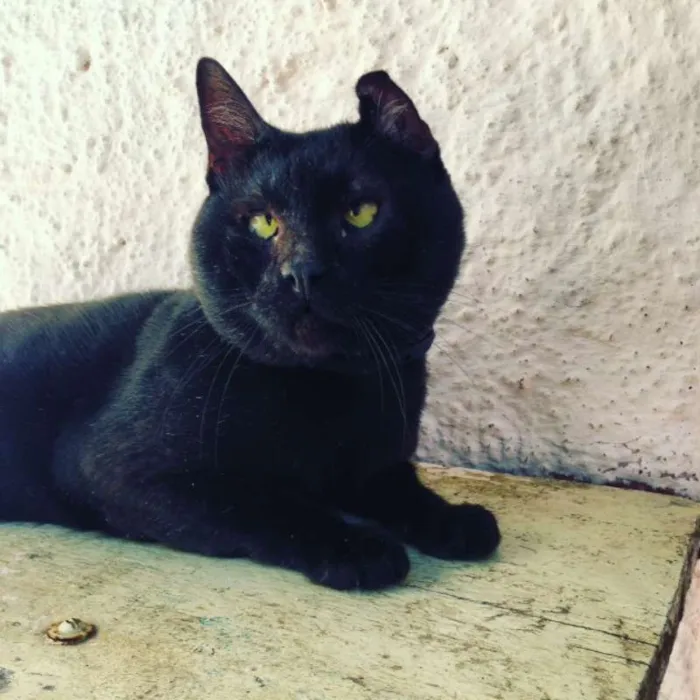 Gato ra a srd idade 3 anos nome Dengoso
