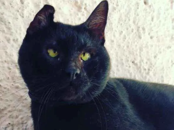 Gato ra a srd idade 3 anos nome Dengoso