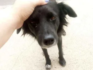 Cachorro raça Srd idade 1 ano nome Bob